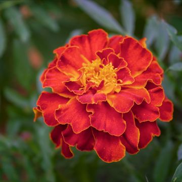 Tagetes patula Scarlet Sophie - Tagete