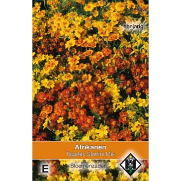 Tagetes tenuifolia Starfire - Tagete