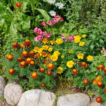 Tagetes patula Bonita Mixed - Tagete