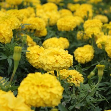 Tagetes patula Boy O Boy Yellow - Tagete