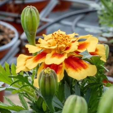 Tagetes patula Durango Bee F1 Hybrid - Tagete