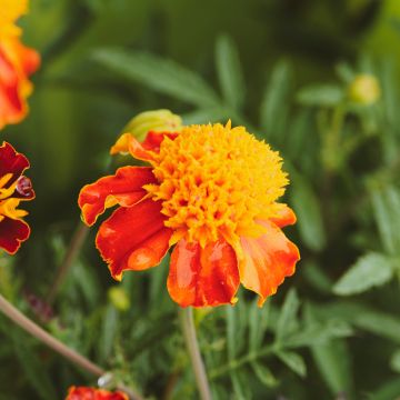 Tagetes patula nana Orange Flame - Tagete nana