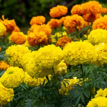Tagetes patula nana Petite Citroengeel - Tagete nana