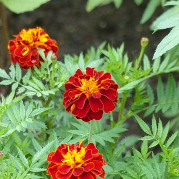 Tagetes Konstance - Tagete eretta