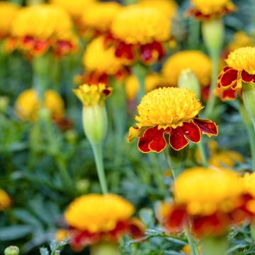 Tagetes patula Tiger Eyes (semi) - Tagete
