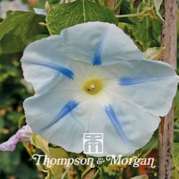 Ipomoea tricolor Ismay - Campanella tricolore