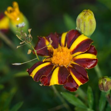 Tagetes patula Grand Arlequin - Tagete
