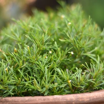 Tagetes filifolia Dropshot - Tagete