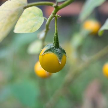 Melanzana Thai Yellow Egg