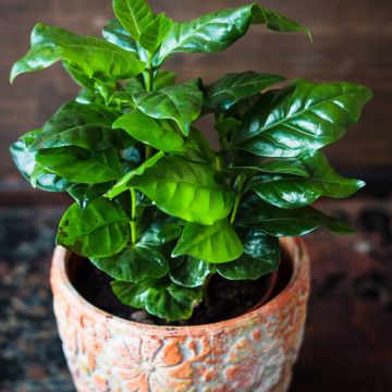 Coffea arabica (semi) - Pianta del caffè