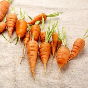 Carota Katrin