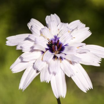 Catananche caerulea Bicolor - Cupidone azzurro