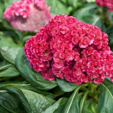 Celosia cristata King Coral - Cresta di gallo