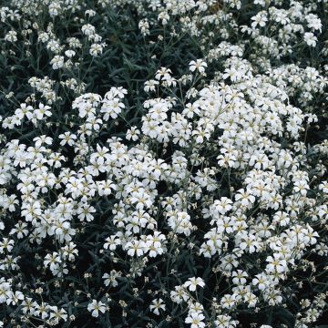Cerastium biebersteinii (semi) - Cerastio