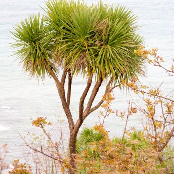 Cordyline australis - Cordiline (semi)