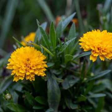 Coreopsis grandiflora Early Sunrise (semi)