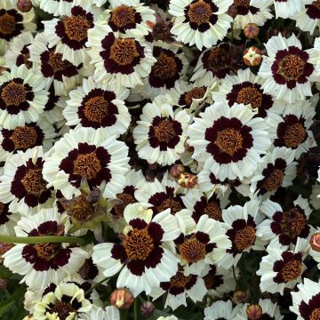 Coreopsis tinctoria Corusco Cream-Red (semi)