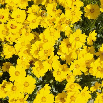 Coreopsis grandiflora Mayfield Giants (semi)