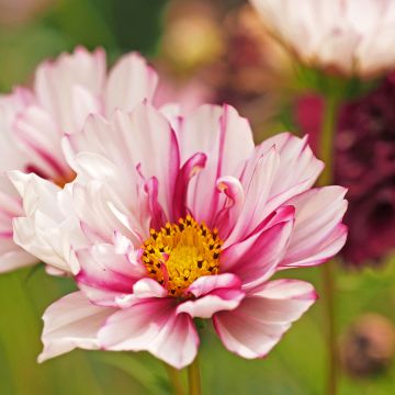 Cosmos Double Click Bicolor Pink - Cosmea