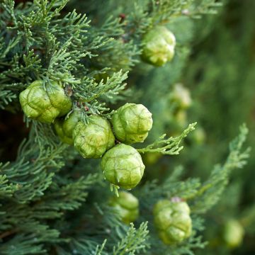 Cupressus sempervirens Garda - Cipresso comune (semi)