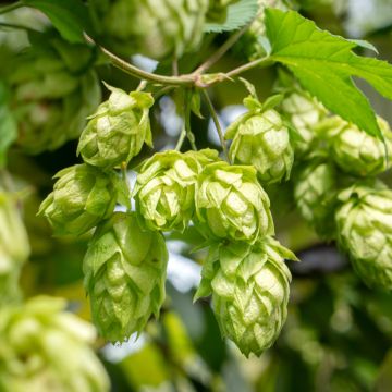 Luppolo - Humulus lupulus (semi)