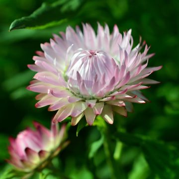 Helichrysum bracteatum King Size Silvery Rose - Elicriso lucido