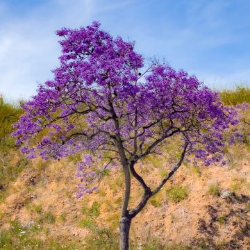 Jacaranda mimosifolia (semi)