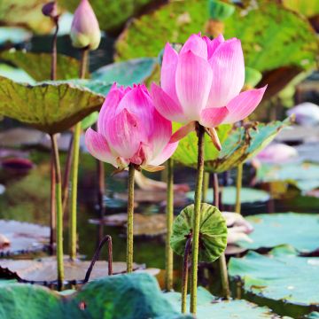 Nelumbo nucifera - Fior di loto (semi)