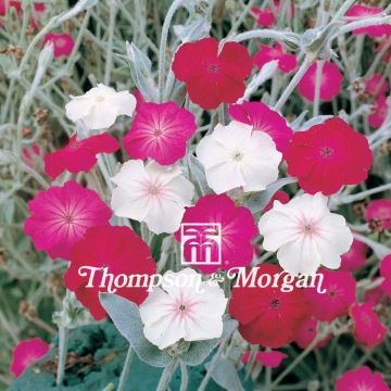 Lychnis coronaria Dancing Ladies - Crotonella coronaria