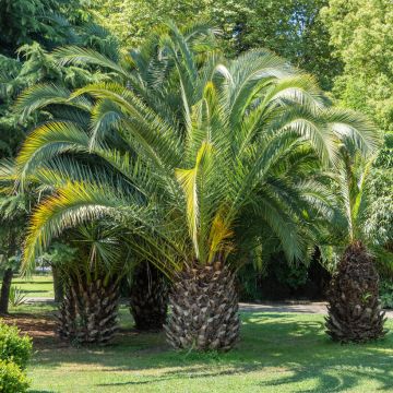 Butia capitata (semi)