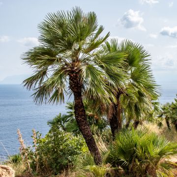 Chamaerops humilis - Palma di San Pietro (semi)