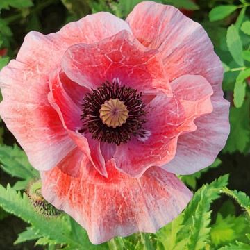 Papaver somniferum nigrum - Papavero domestico
