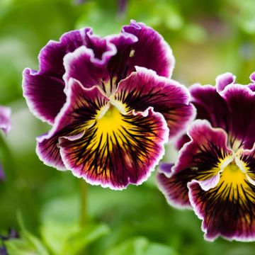 Viola Rococo