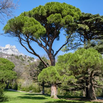 Pinus pinea - Pino domestico (semi)