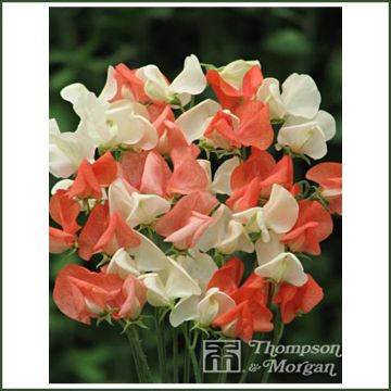 Pisello odoroso Tangerine Cream