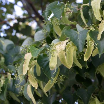Tilia cordata - Tiglio selvatico (semi)