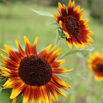 Girasole ornamentale Paquito Colorado (semi)
