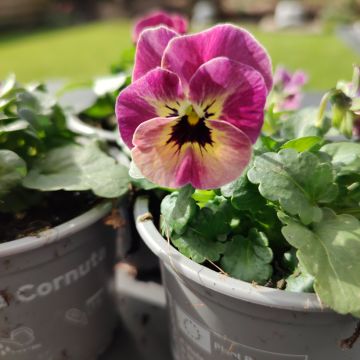 Viola cornuta Laeta Antique Shades (semi)