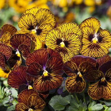 Viola cornuta Tiger Eye Mix