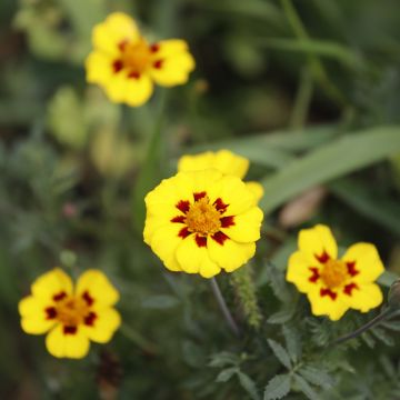 Tagetes patula Légion d'Honneur (semi) - Tagete