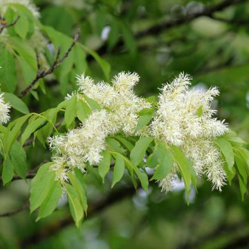 Fraxinus ornus (semi)