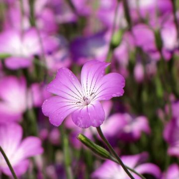 Agrostemma githago Milas - Gittaione