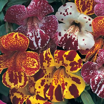Mimulus Calypso F1