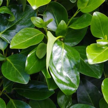 Griselinia littoralis Emerald