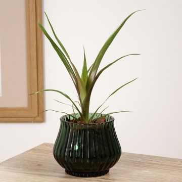 Guzmania Loja