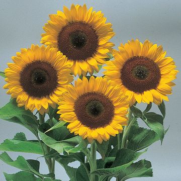 Girasole Sunrich Orange F1