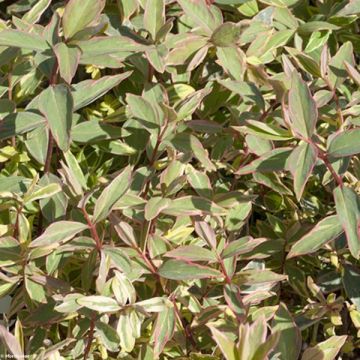Hypericum moserianum Tricolor - Iperico