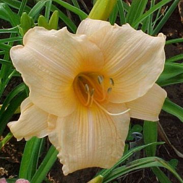 Hemerocallis Annie Welch - Emerocallide