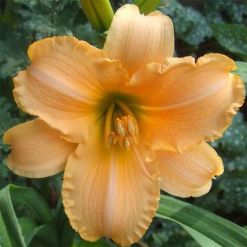Hemerocallis By Myself - Emerocallide
