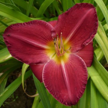 Hemerocallis Charles Johnson - Emerocallide